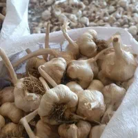 سیردرجه یک سفید و درشت