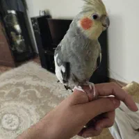 یک جفت عروس هلندی نرسخنگو با قفس