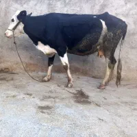 گاو و گوساله سیمیتال اصل