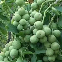 نهال های پیوندی و پایه خارجی|خدمات باغبانی و درختکاری|کرمان, |دیوار