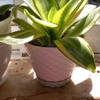 گل سانسوریا|گل و گیاه طبیعی|رشت, توشیبا|دیوار