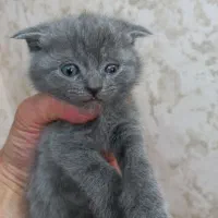 گربه های بریتیش اسکاتیش اشرافی