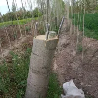 پیوند زنی درخت گردو وغیره