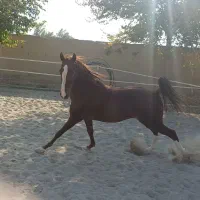 اسب سواری کامل|اسب و تجهیزات اسب‌سواری|اصفهان, بوستان ناژوان|دیوار