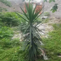 درختچه یوکا در محیط ازاد