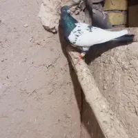 رنگی رنگی|پرنده|قیدار, |دیوار