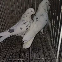 کبوتر تارشده