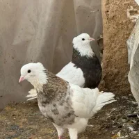 سلام جفت کفتر ماده سیاه ونر توقی زرد سرور