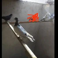 ۵عدد کفتر یجای|پرنده|اندیشه, اندیشه فاز ۱|دیوار