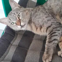 گربه یک ساله|گربه|سنندج, |دیوار