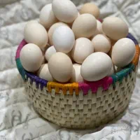 تخم مرغ محلی و تخم مرغ نطقه دار