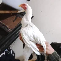 جوجه ای ۵ماه لاری|حیوانات مزرعه|قیدار, |دیوار