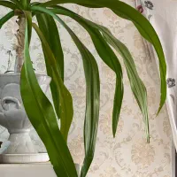 گل و گیاه|گل و گیاه طبیعی|شیراز, کوشک میدان|دیوار