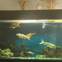 آکواریوم بزرگ|ماهی|گرگان, |دیوار