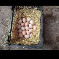 تخم مرغ لاری ،قوغاز،اردک اسراییلی تازه به شرط