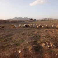 میش