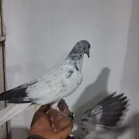 کبوتر جوجه پرشی