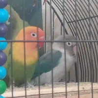 طوطی برزیلی