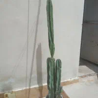 به فروش میرسد