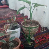 ۴ تا گل با گلدان ز ،یبا وسرحال