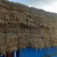 فروش عدل کاه  به دامدار