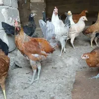مرغ خروس(جوجه محلی) موقعیت ایوان