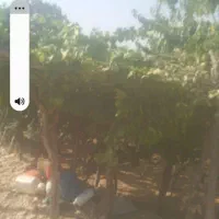 علف خشک