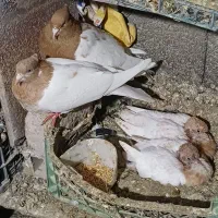 فروش کبوتر رنگی بفروش میرسید|پرنده|باسمنج, |دیوار