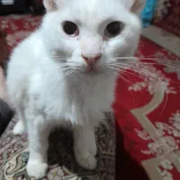 گربه پرشین