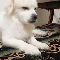 سگ پاپی پا کوتاه