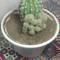 کاکتوس|گل و گیاه طبیعی|نمین, |دیوار