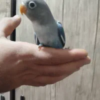 کوتوله برزیلی ماده فیشر|پرنده|اصفهان, مفتح|دیوار