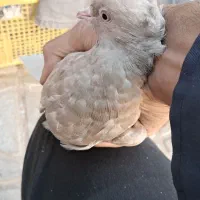 کفتر زرد دم سفید|پرنده|تربت جام, جامی|دیوار