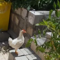 جوجه