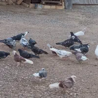 تعداد کبوتر پرشی درجه یک