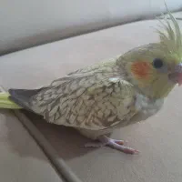 جوجه عروس هلندی زیبا