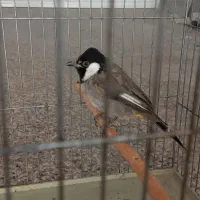 پرنده|پرنده|شیراز, طلاب|دیوار