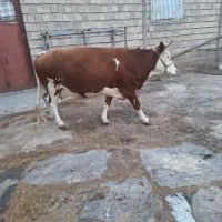 گاو آبستن|حیوانات مزرعه|کارزان, |دیوار