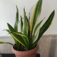 چند عدد گل زیبا|گل و گیاه طبیعی|نیشابور, شهرک اندیشه|دیوار