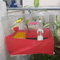 جفت مرغ عشق نر و ماده به فروش میرسد