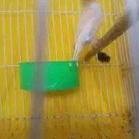 قناری موزایکی|پرنده|مشهد, شیرحصار|دیوار