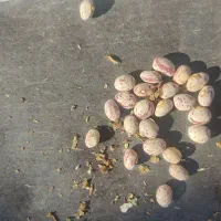 لوبیا چیتی گرد