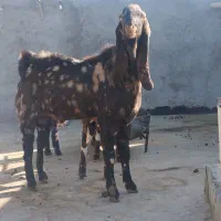 بز نر اصیل پاکستانی