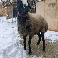 قوچ جوان سرحال