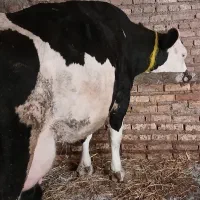 گاوشیری سیمینتال