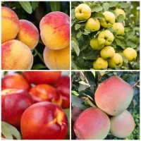 فروش نهال هلو سیب به شلیل