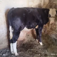 گوساله|حیوانات مزرعه|سارال, |دیوار