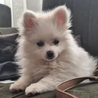 سگ پامر روباهی