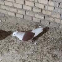 سوسنگردروستای مرعی|پرنده|سوسنگرد, |دیوار