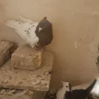 کفترپرشی وجفتگاه|پرنده|مشهد, رده|دیوار